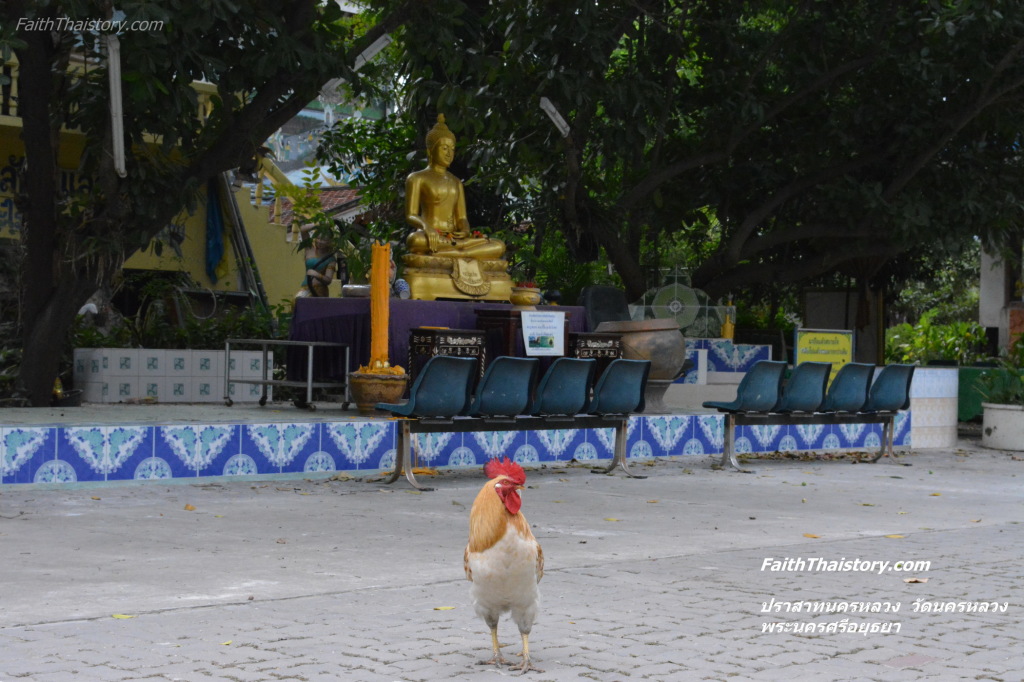 ไก่สิ่งมีชีวิตที่มีมากในวัด