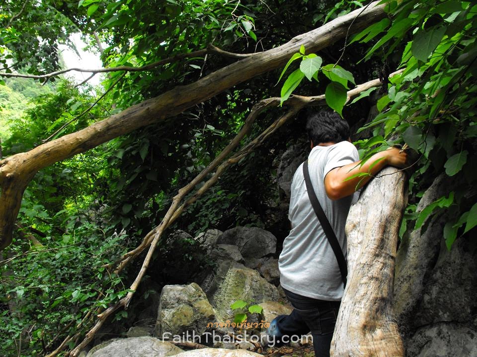 ปีนป่าย เกาะต้นไม้